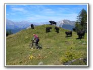 Freeride_Mountain-Bike-Cows